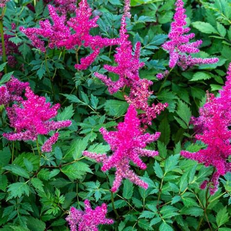 Astilbe chinensis ‘Mighty Chocolate Cherry’ - Coastal Gardens