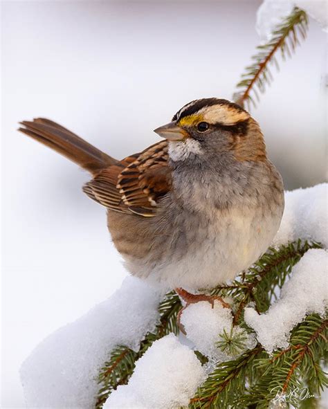 Solve White Throated Sparrow Jigsaw Puzzle Online With 99 Pieces