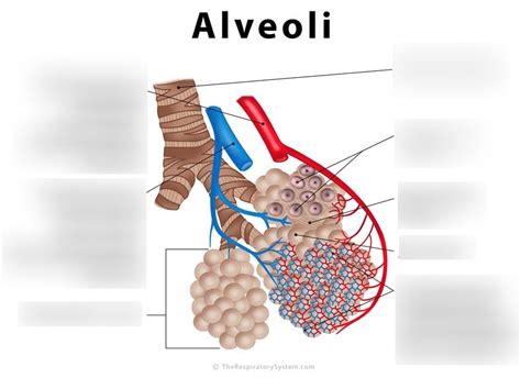 Alveoli Diagram Pre IB Biology Diagram Quizlet