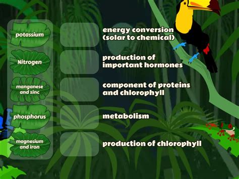 Nutrients - Their Functions - Match up