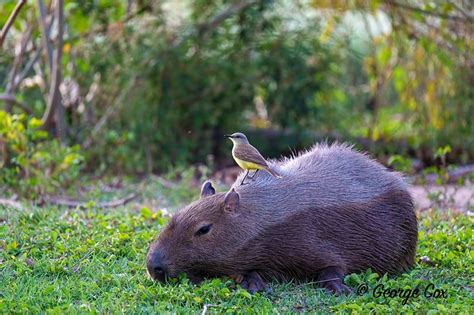 Capybara with bird