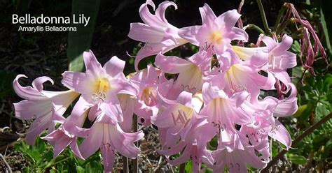 Belladonna Plant Care Hvordan Dyrke Amaryllis Belladonna Lily Bulb