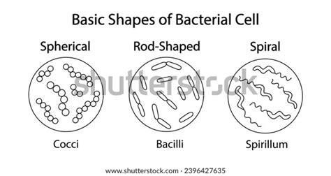 Three Basic Forms Arrangements Bacteria Spherical Stock Vector (Royalty ...