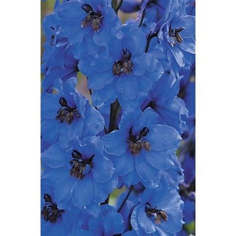 Delphinium Ou Pied Dalouette Vivace Pacific Blue Jay