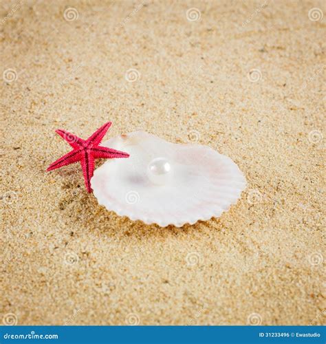 Pearl On The Seashell The Exotic Sea Shell Stock Photo Image Of