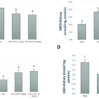 Lung Mda Mpo Sod And Gsh Levels In The Experimental Groups Of Renal