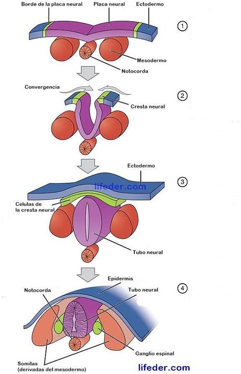 Desarrollo Embrionario Del Sistema Nervioso Mind Map Images