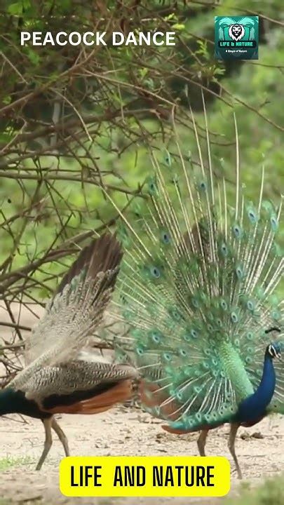 Dance Of Peacock You Never See 🦚🦚 Life And Nature Shorts Shortsvideo