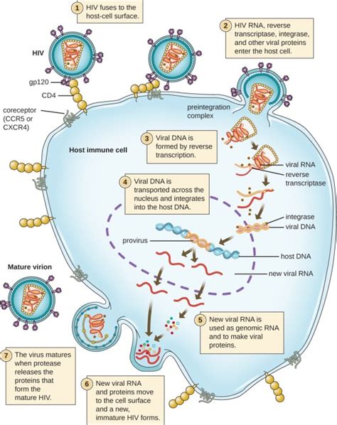 Retrovirus Life Cycle Integration Into Host Dna Reverse Transcriptase ...