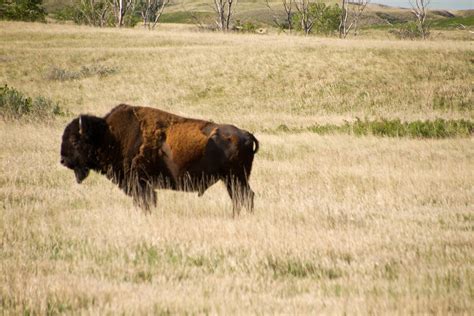 Trans South Dakota Trail Cheeseheads Invade The Dakotas