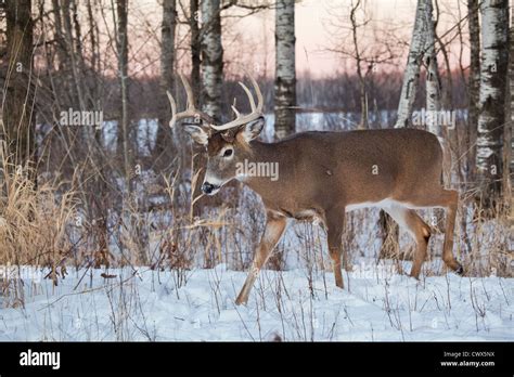 White-tailed deer in winter Stock Photo - Alamy