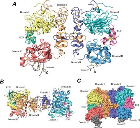 Crystal Structure Of The Complex Of Human Epidermal Growth Factor And