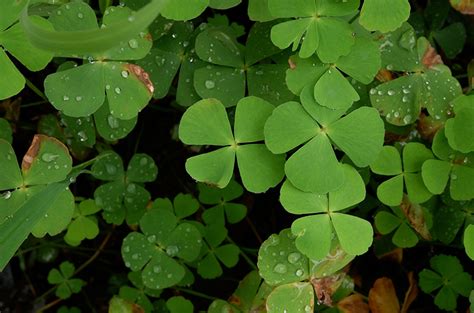 Марсилия: описание цветка, фото, особенности выращивания