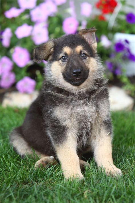 German Shepherd Breeders Las Vegas - shepherd