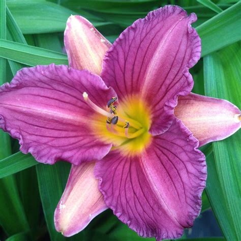 Hemerocallis X Purple Doro Daylily Siteone