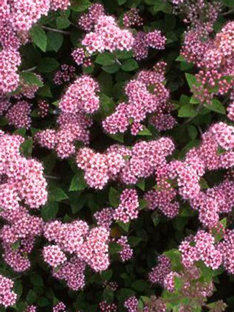 Спирея японская (Spiraea japonica) “Little Princess” - «Feel Green»