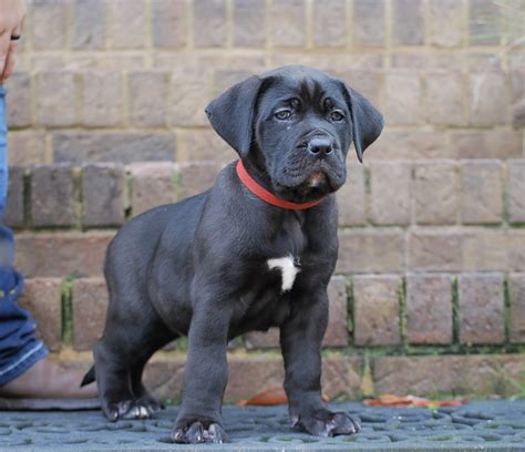 Presa Canario Puppies For Sale In Alpharetta GA Sanders Kennels