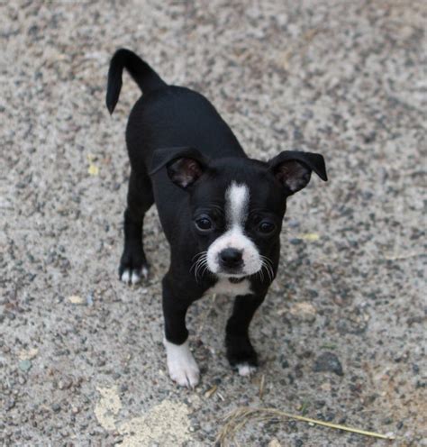 Boston Terrier Chihuahua Mix Full Grown - Pets Lovers