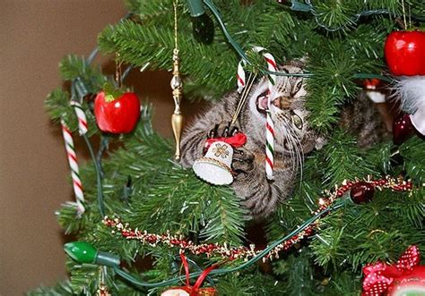 Cats Vs Christmas Trees – Viral Cats Blog