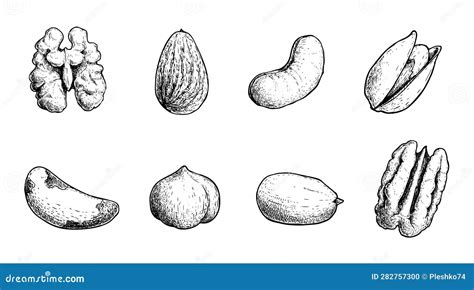 Different Nuts Set Sketch Style Hand Drawn Seeds Walnut Pistachio