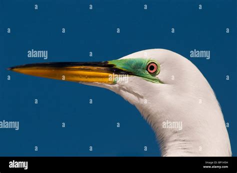 Great Egret, breeding color Stock Photo - Alamy