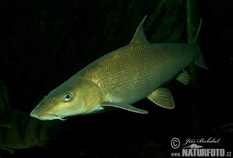 Barbus barbus Pictures, Barbel Images, Nature Wildlife Photos | NaturePhoto