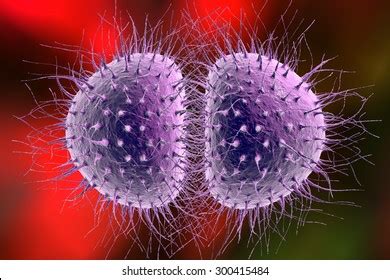 Digital Illustration Bacteria Neisseria Gonorrhoeae Neisseria Stock