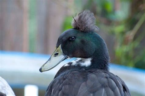 Fertile And Fresh Crested Duck Hatching Eggs Ebay