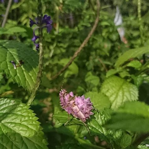 Praying Mantis Flower Camouflage Best Flower Site