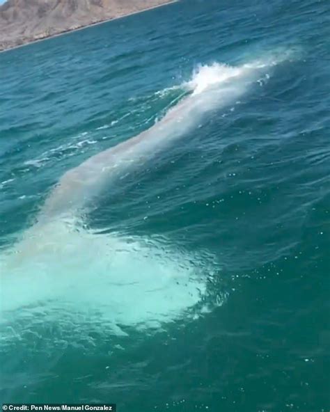 Rare ALBINO whale is spotted off the Mexican coast | Creatures, Whale watching tours, Albino