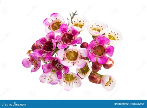 Chamelaucium Flowers Isolated Stock Photo Image Of Flora Background