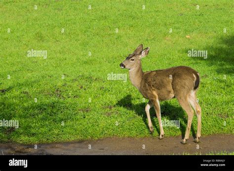 Shedding antlers hi-res stock photography and images - Alamy