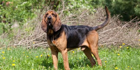 Bloodhound Canines