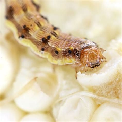 Corn Earworm Control | Planet Natural