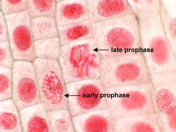 Early Prophase