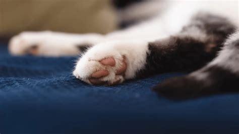 How Many Toes Does Cats Have Explained