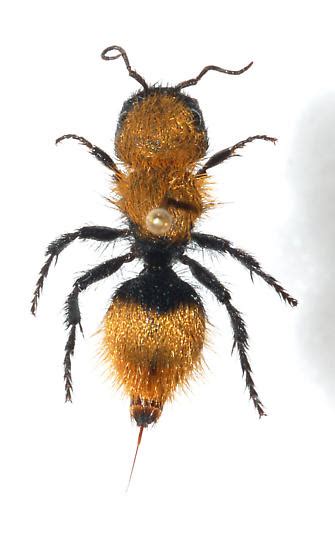 Velvet Ant Dasymutilla Aureola Bugguide Net