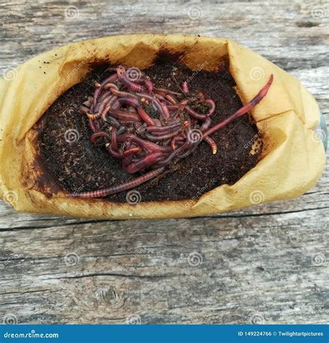 Red Californian Compost Worms in Coffee Stock Photo - Image of worm, humus: 149224766