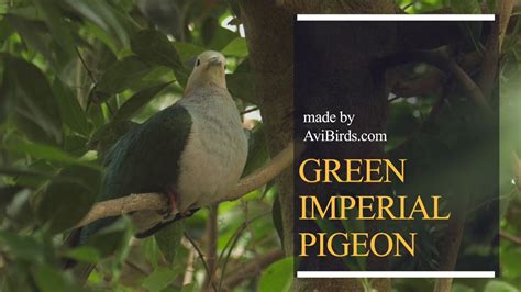 Green Imperial Pigeon Ducula Aenea Youtube