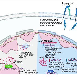 Regulation Of Nuclear Functions By The Actin Cytoskeleton Nuclear