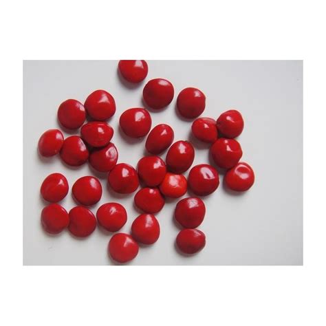 Red Sandalwood Seeds - Pterocarpus santalinus