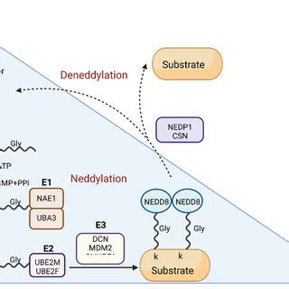 Role Of Neddylation In Alzheimer S Disease A Increased Expression Of