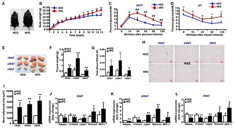 Frontiers Mir B P Inhibition Enhances Browning Of Epididymal Fat