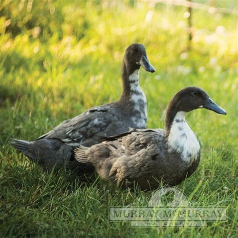 Murray McMurray Hatchery - Blue Swedish Ducks