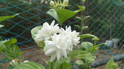 Mogra Plant Care Jasmine Plant Flowers In Mogra Herzindagi