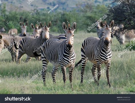 Hobatere Over 16 Royalty Free Licensable Stock Photos Shutterstock