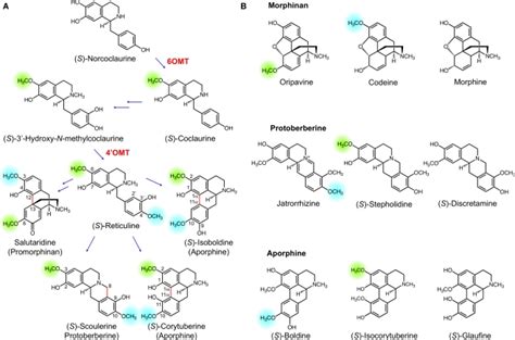 A Benzylisoquinoline Alkaloid BIA Biosynthesis Begins With