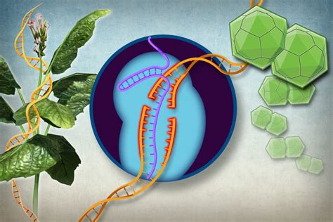 Usda Reconfirms Stance On Gene Edited Crops Alliance For Science