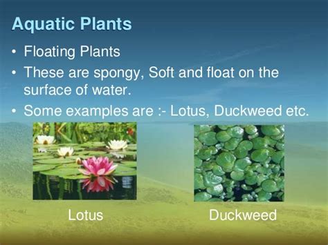 Adaptations in plants