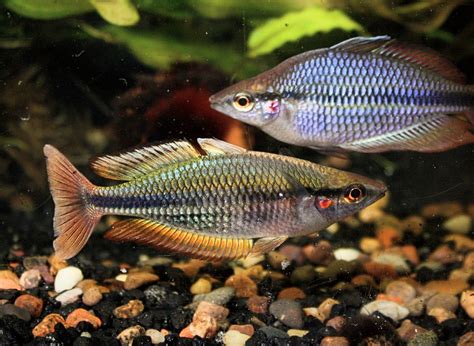 Melanotaenia Picta Sp Aru Ii Moonlightaquatics